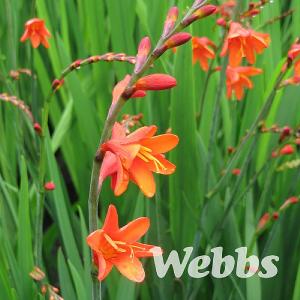 Crocosmia 'Red King'