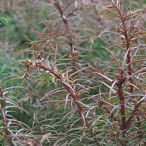 Cryptomeria japonica 'Elegans Compacta'