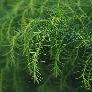 Cryptomeria japonica 'Elegans Viridis'