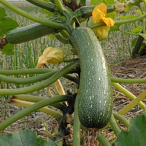 Cucumber 'Baby Rocky'