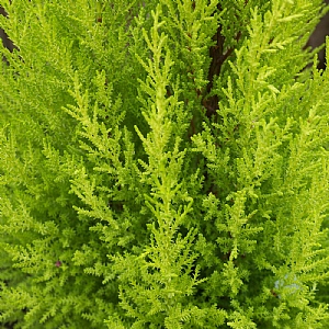 Cupressus macrocarpa 'Wilma'