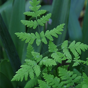 Curriana dryopteris 'Plumosum'