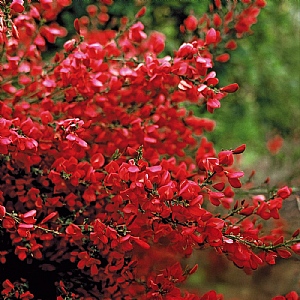 Cytisus x boskoopii 'Boskoop Ruby'
