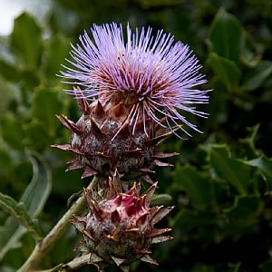 Cynara cardunculus