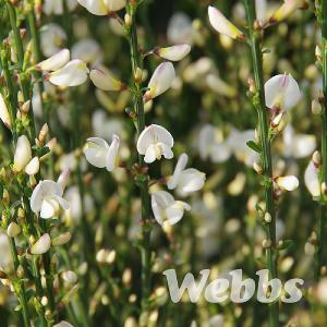 Cytisus praecox 'Albus'