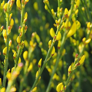 Cytisus praecox 'Allgold'
