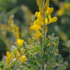 Cytisus racemosa 'Phebus'