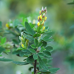 Cytisus 'Porlock'