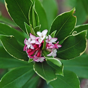 Daphne odora 'Aureomarginata'