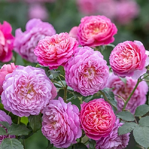 Emma Bridgewater™ English Shrub Rose