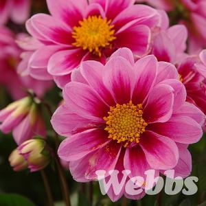 Dahlia 'Amazone'