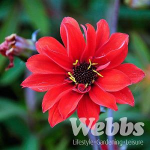 Dahlia 'Bishop of Llandaff'