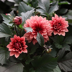 Dahlia 'Chocolate Apricot'