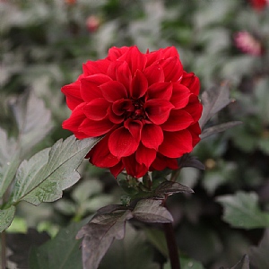Dahlia 'Chocolate Red'