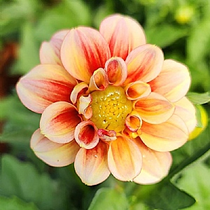 Dahlia 'Dalaya Shari'