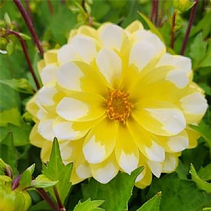 Dahlia 'Dalaya Surya'