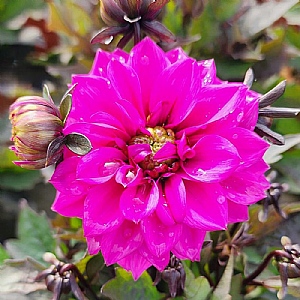Dahlia 'Gardenetta Lilac'