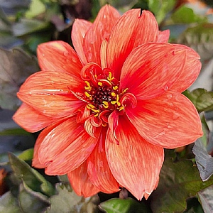 Dahlia 'Gardenetta Orange'