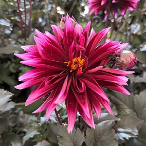 Dahlia 'Gardenetta Velvet Crush'