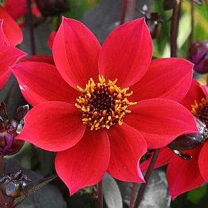 Dahlia 'Happy Days Cherry Red'