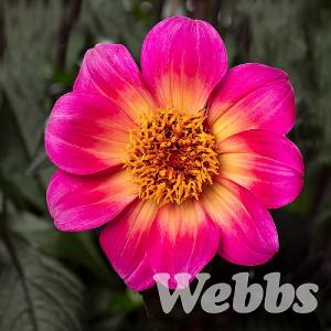 Dahlia 'Happy Days Halo'