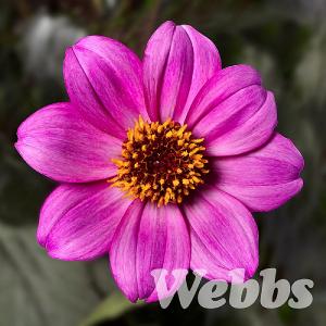 Dahlia 'Happy Days Purple Imp'