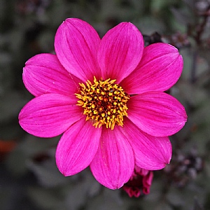 Dahlia 'Happy Days Purple'
