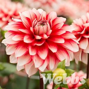 Dahlia 'Larry's Love'