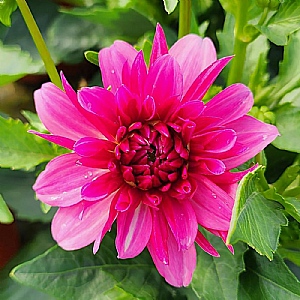 Dahlia LaBella 'Grande Dark Pink'