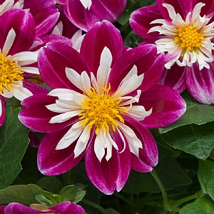 Dahlietta 'Becky'