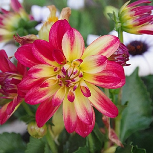 Dahlia LaBella 'Flame'