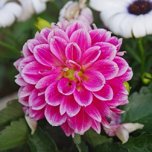 Dahlia LaBella 'Pink Flame'