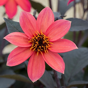 Dahlia 'Happy Days Neon'