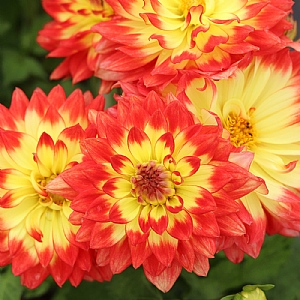 Dahlia 'Maggiore Fun Flame'