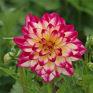 Dahlia 'Maggiore Fun Pomegranate'