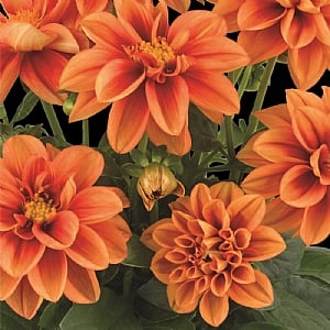 Dahlietta 'Rachel'
