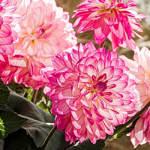 Dahlia 'Sincerity'