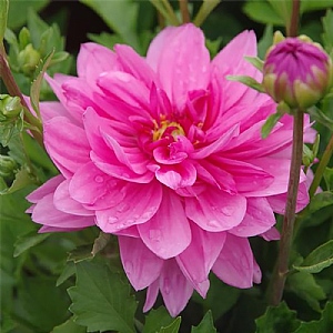 Dahlia 'Maxi Mendoza'