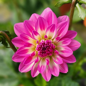 Dahlia 'Maxi Pink Blast'