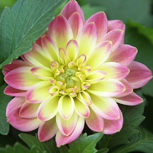 Dahlia 'Medio Fun'