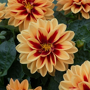 Dahlietta 'Surprise Candy'