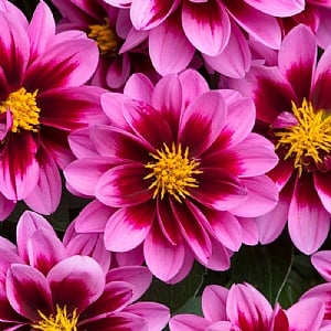 Dahlietta 'Surprise Demi'