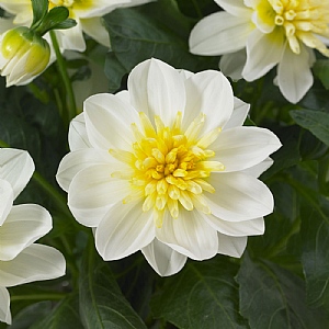 Dahlietta 'Surprise Elsa'