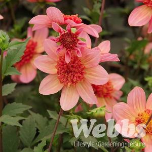 Dahlia 'Totally Tangerine'