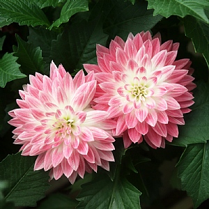 Dahlia 'Maxi Cherry Blast'