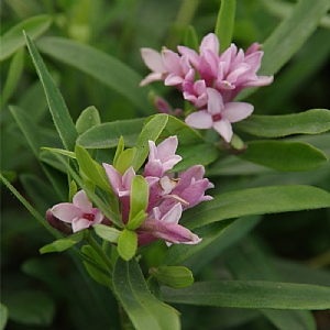 Daphne x transatlantica 'Eternal Fragrance'