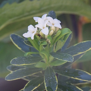 Daphne x transatlantica 'Summer Ice'
