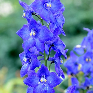 Delphinium 'Atlantis'