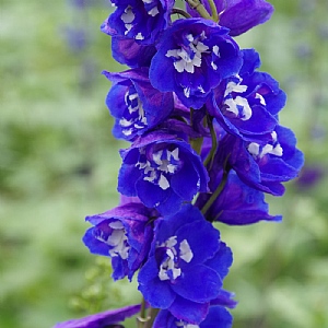 Delphinium 'Bluebird'