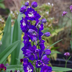 Delphinium 'Delphi Emerald'